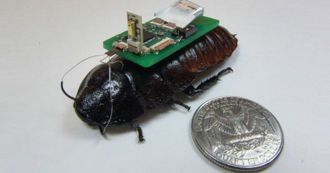 cucarachas robot